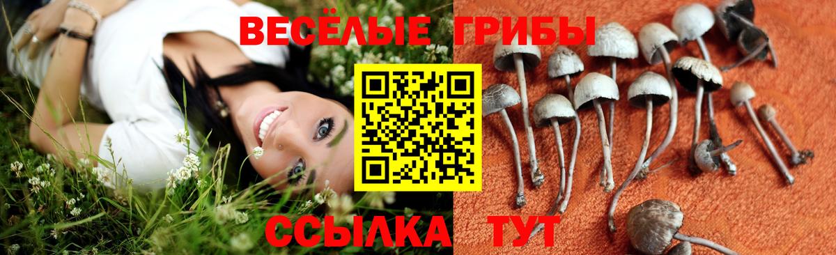 Тольятти  Галлюциногенные грибы GOLDEN TEACHER  где найти   Вход с VPN 